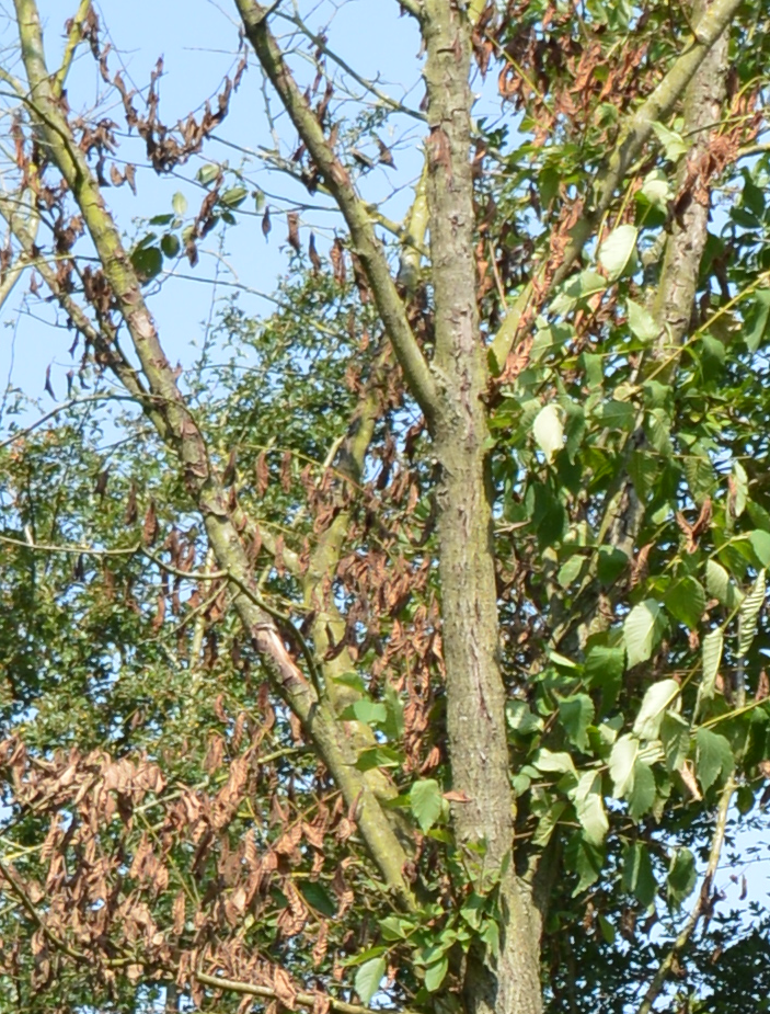Diseased and wilted Elm leaves in Turnditch orchard