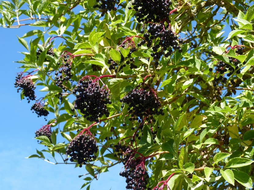 ANPP Animales y Plantas de Perú Sauco Sambucus peruviana H.B.K