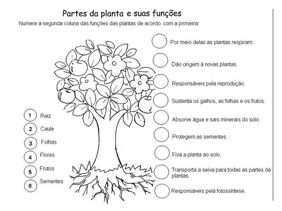 Atividade Partes Das Plantas - FDPLEARN