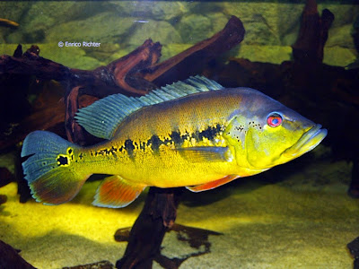 Ciclido Pavón Real Ciclido Pavón Real