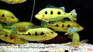 5 Ikan Predator Yang Dapat Di Pelihara Untuk Pemula