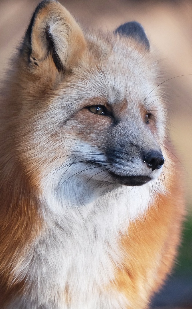 A red fox up close.