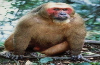 Beruk Kentoi ( Monkey ) in Perlis
