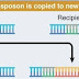 Transposisi Gen thumbnail