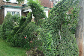 Freeform topiary hedging by garden muses: a Toronto gardening blog 