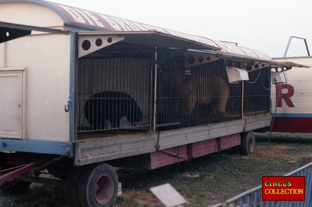 ours brun et ours blanc au zoo du cirque Barum