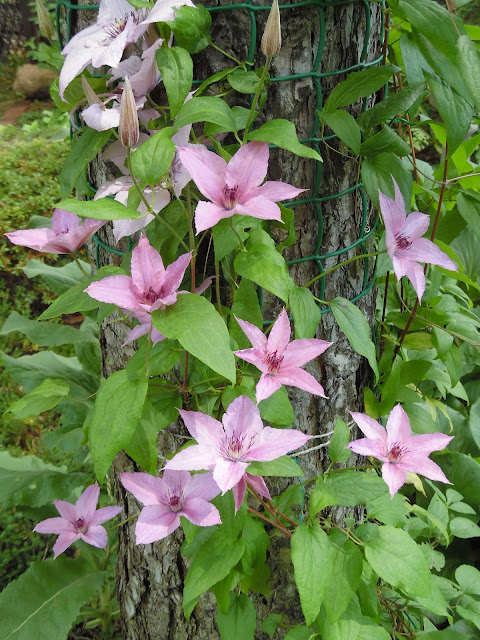 clematis Hagley Hybrid
