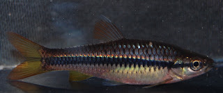Rasbora%2Bdandia.jpg