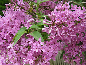 Royal Botanical Gardens purple lilac syringa vulgaris by garden muses-not another Toronto gardening blog