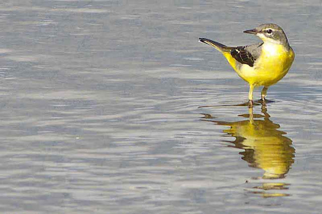 yellow wagtail, bird, freshwater,stream