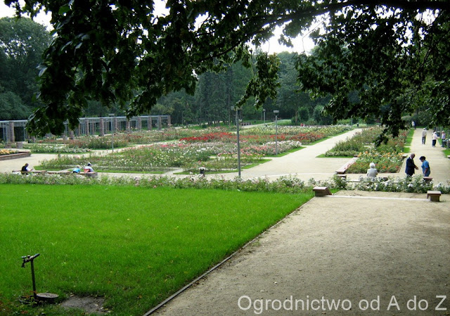 Szczecin "Różanka"