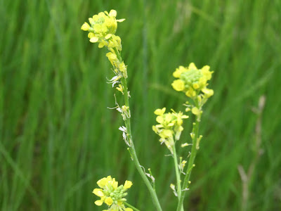 wildflower wednesday gray lodge wildlife area