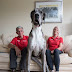 British dog a Great Dane is competing to be biggest dog in the world