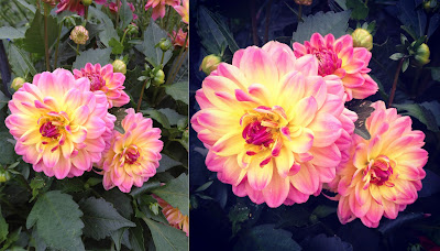pink and yellow dahlia 