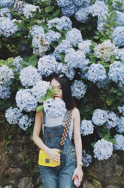 Ngây ngất trước vườn hoa cẩm tú cầu ở Cao Bằng VuonHoCamTuCau09