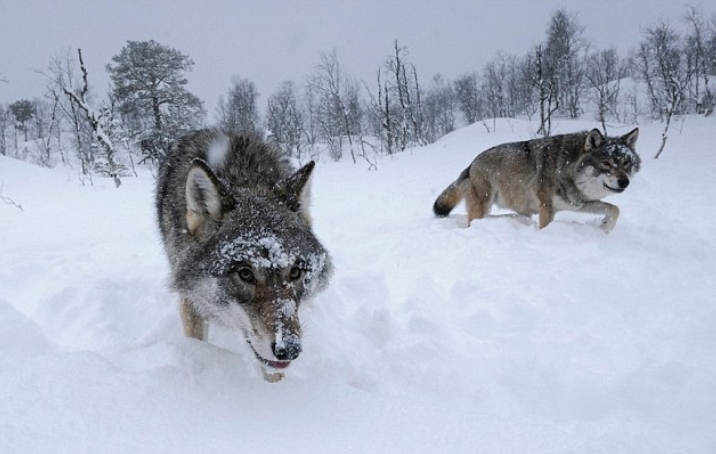 White Wolf : Huge Victory for Norway's Wolves and Wildlife Protectors