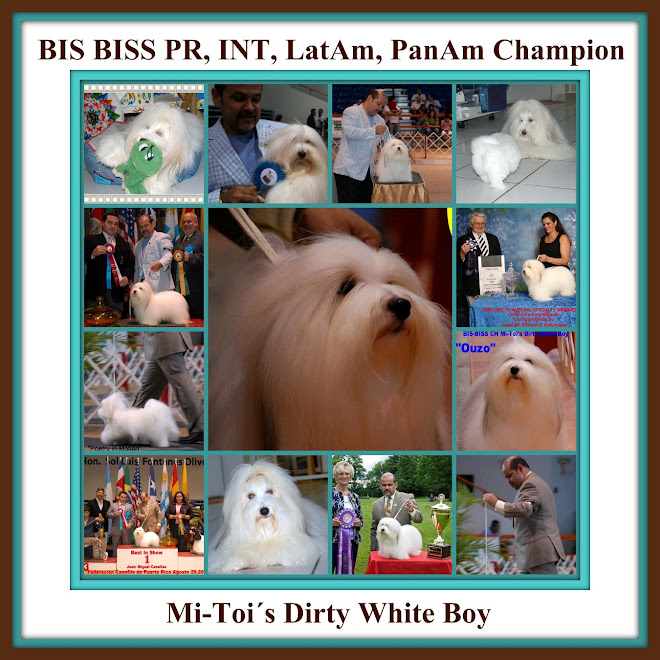 Multi Ch. BIS BISS Mi-Toi's Dirty White Boy