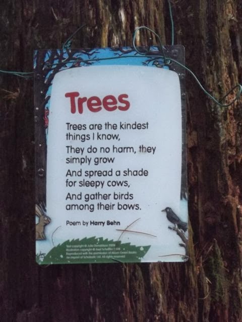 Stick man trail Whinlatter tree poem