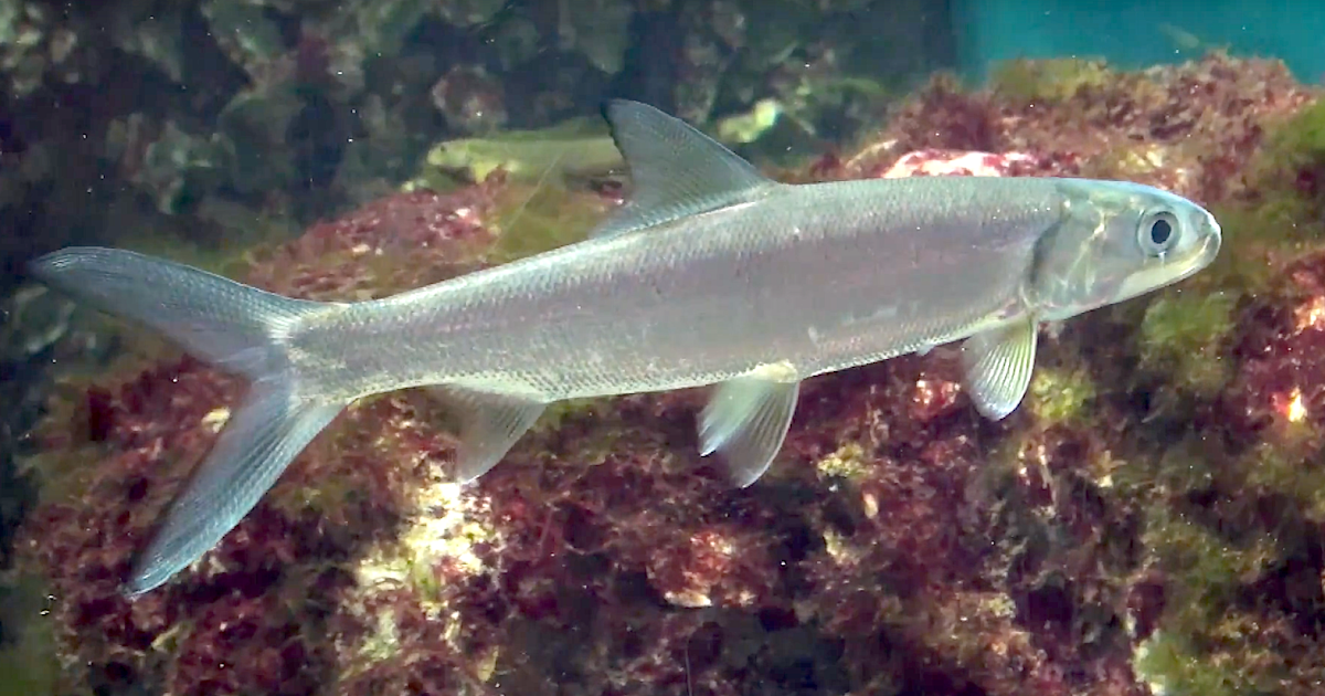 Aquarium Movies (Japan) archive 生きている魚図鑑 カライワシ Hawaiian ladyfish Elops