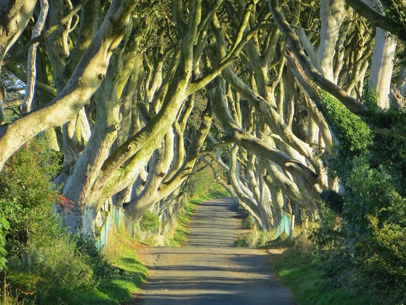 The Dark Hedges The Most Photographed Natural Phenomena in Ireland