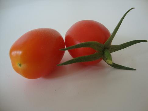 Tomates cereja na horta caseira