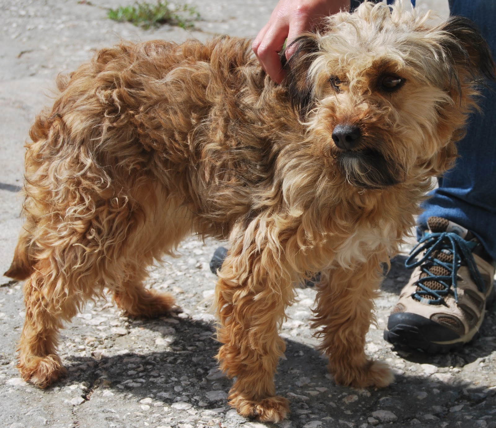 Hunde aus ZentralPortugal adoptieren Dori