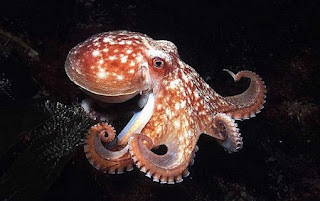 18 Fakta Menarik Mengenai Octopus, Si Gurita
