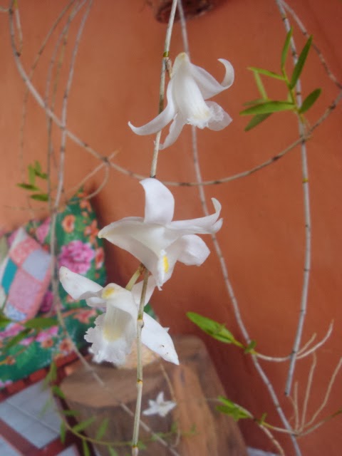 Uma orquídea diferente...
