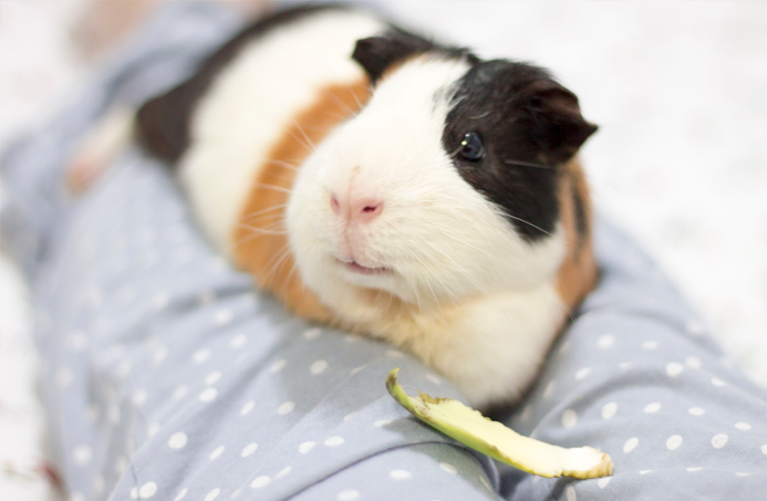 fotografia-cobaya-kevin