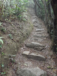 Ancient rock steps through the jungle.