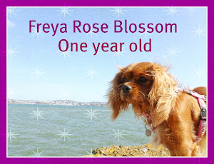Freya Rose Blossom