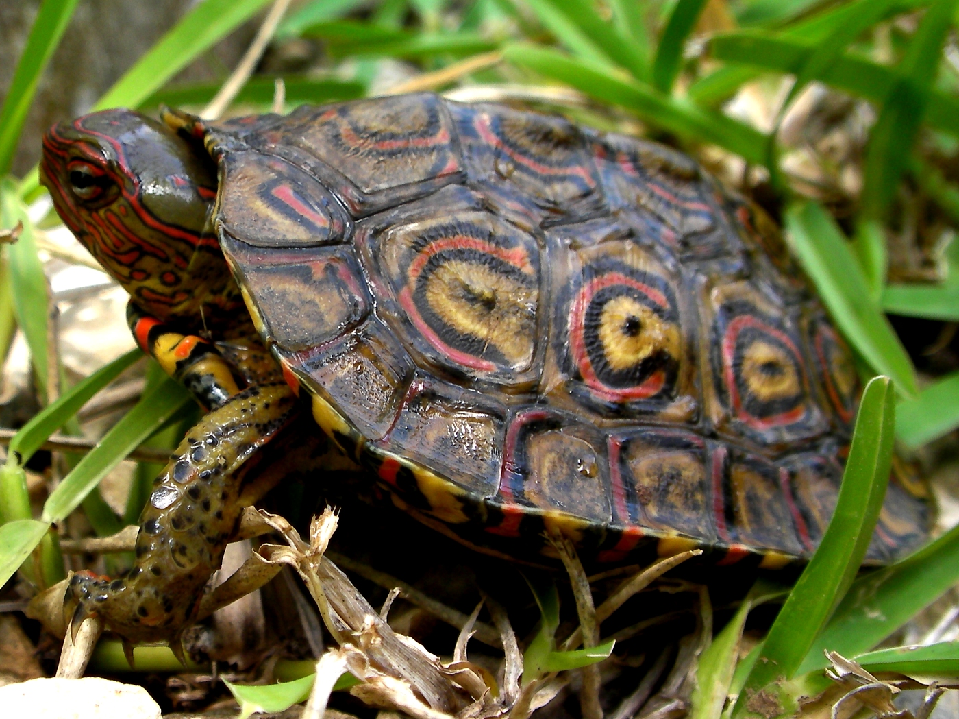 Quaoar Power Zoo painted wood turtle (Rhinoclemmys pulcherrima