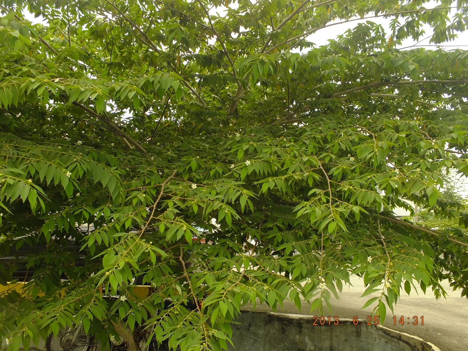 Photography with Dr. Ernie. Plant/Tree Muntingia Calabura (aratiles