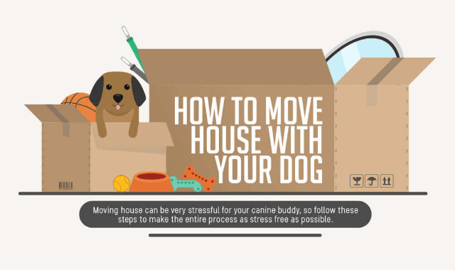 how to house your puppy how to move house with your infographic visualistan how to house your puppy how to move house with your infographic visualistan