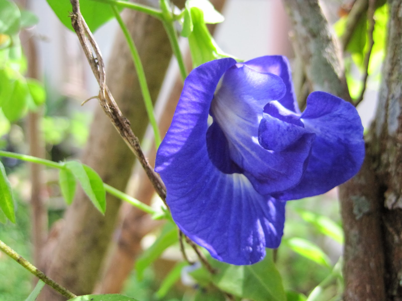 My Beautiful 'Flower Flower ' World Blue Pea Flower (bunga Telang
