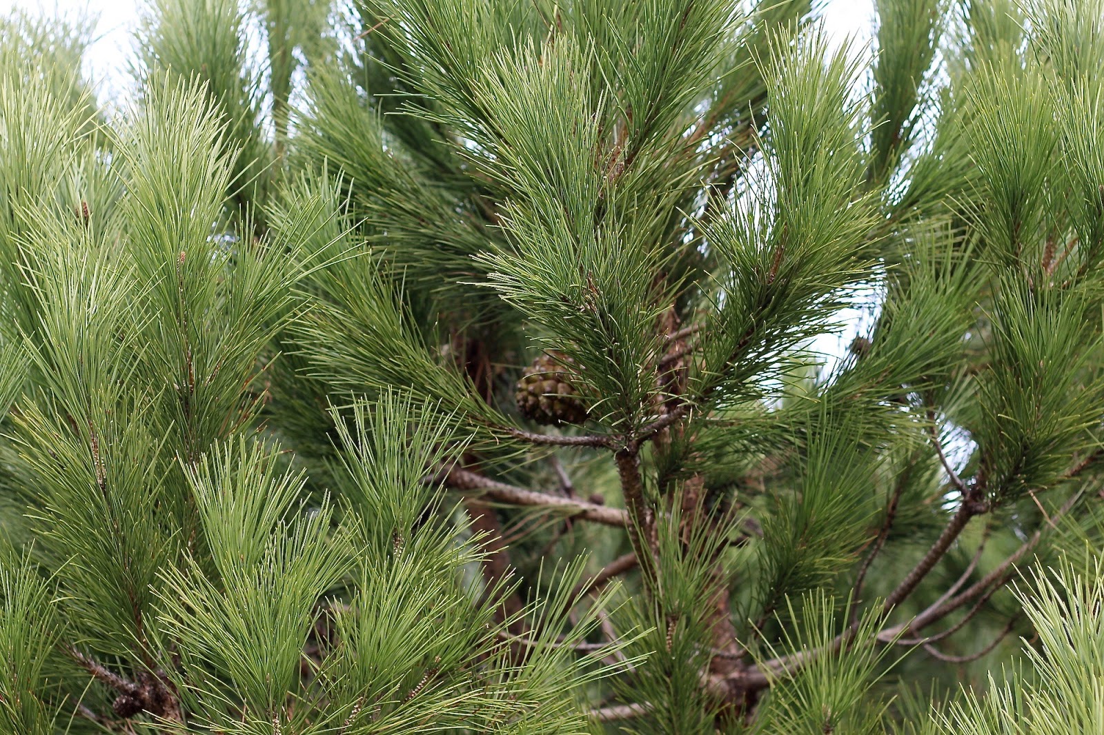 winter pine cone portugal