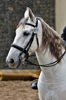 4 Basic Things Your Horse Needs From You White horse with a rider, wearing a bridle with a show number waiting for a dressage show.