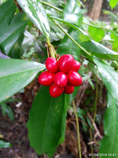 Buah Asoka hutan sudah matang berwarna merah Buah Asoka hutan sudah matang berwarna merah