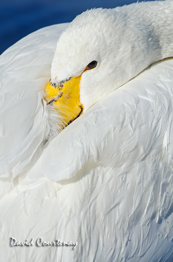 Wildlife Photography across the Water Nikon D7000 for sale