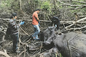 Ternyata Tsk Pembunuh Gajah Yang Diringkus Polres Tebo Sudah Lama DPO  