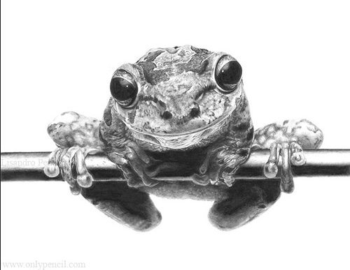 11-Frog-Lisandro-Peña-Animal-Drawings-with-Attention-to-Minute-Details-www-designstack-co