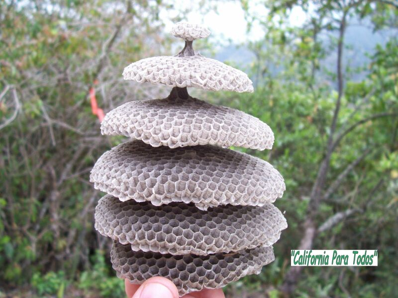 enfermedad en la piel que parece panal de abeja