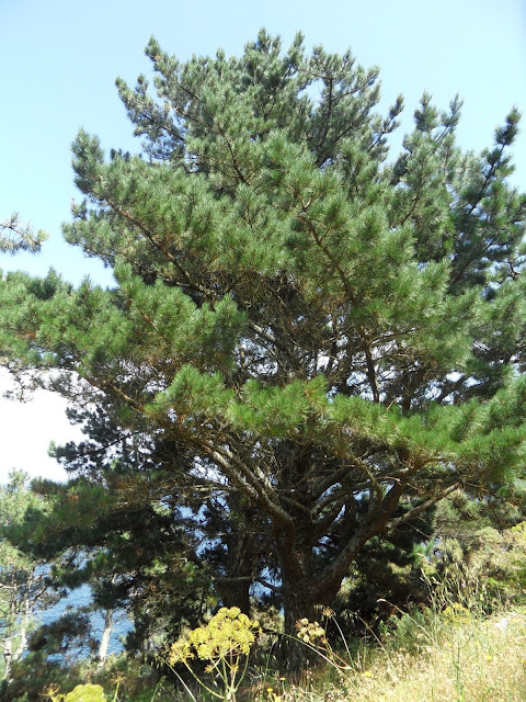 pino de monterrey