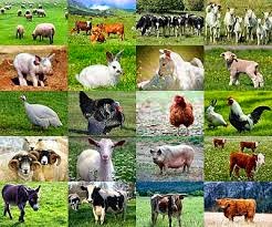 CRIA DE ANIMALES 15 IDEAS DE NEGOCIO CRIA DE ANIMALES 15 IDEAS DE NEGOCIO