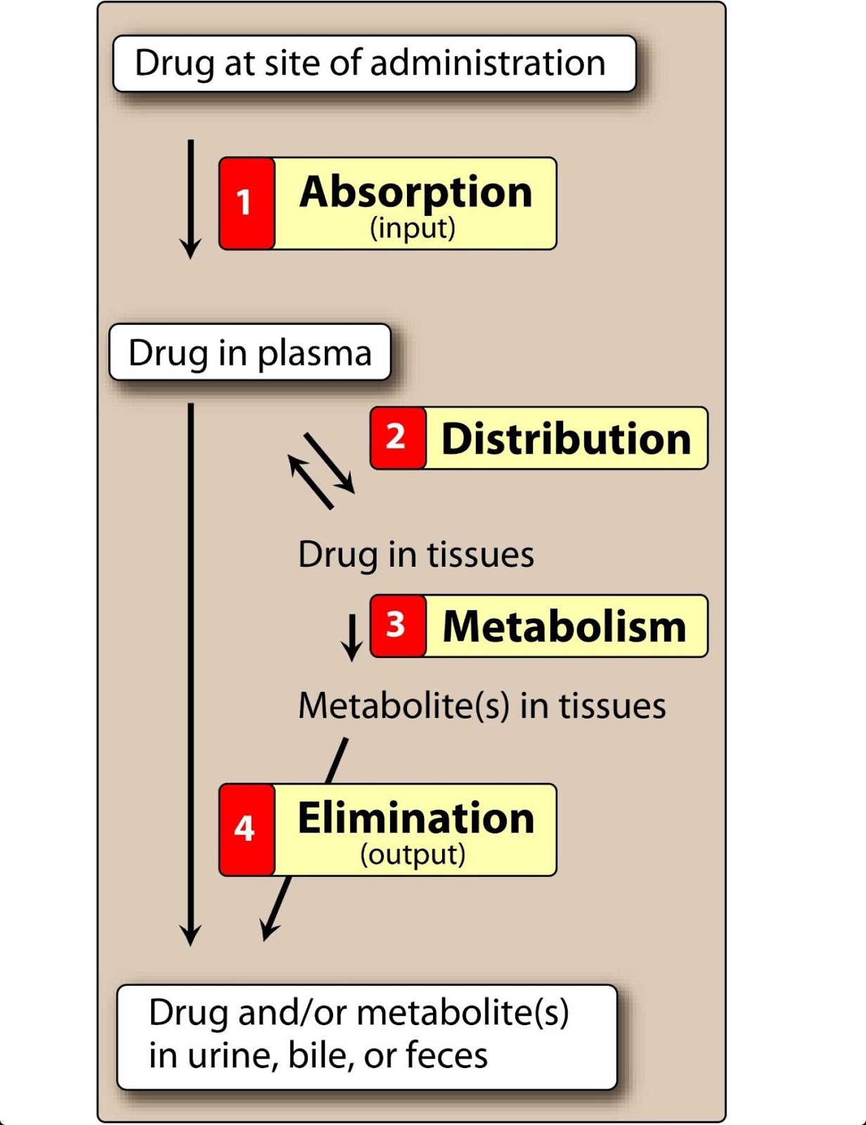One Medici Lec. 2. ABSORPTION OF DRUGS