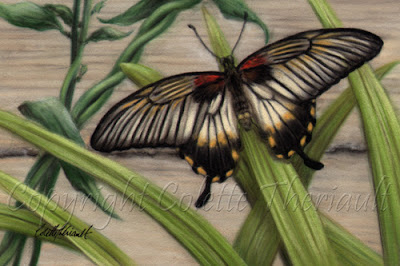 Great Mormon Butterfly Painting in pastel by wildlife artist Colette Theriault