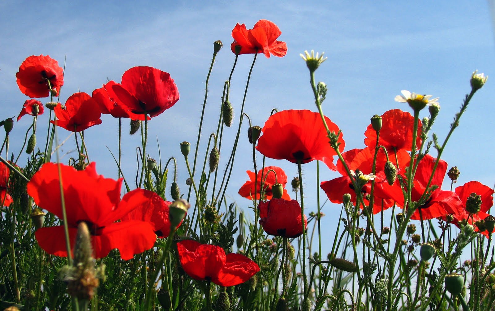 5pcs artificial flower bouquets artificial corn poppy