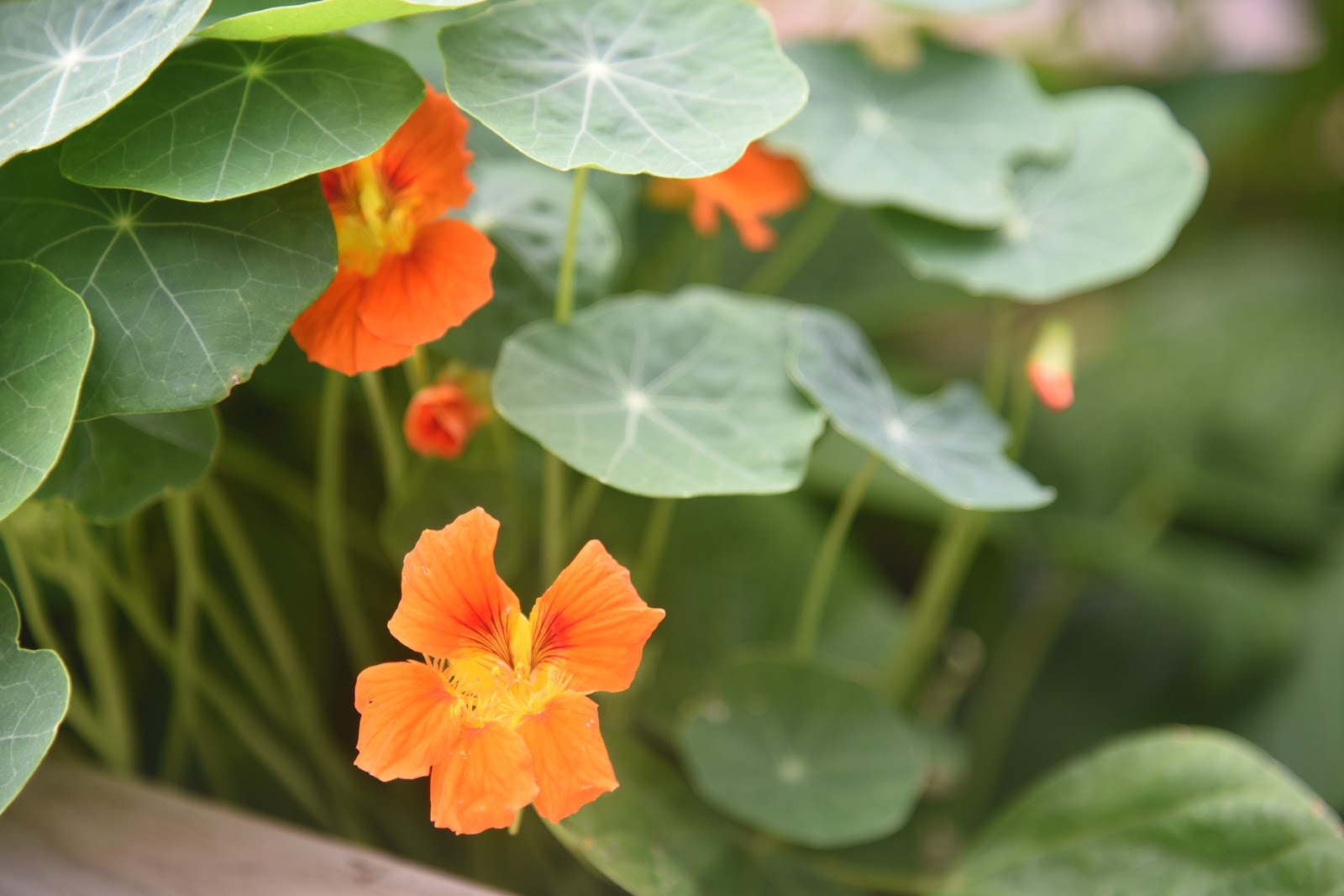 Creating a Foodie an honesttogoodness kitchen experience The