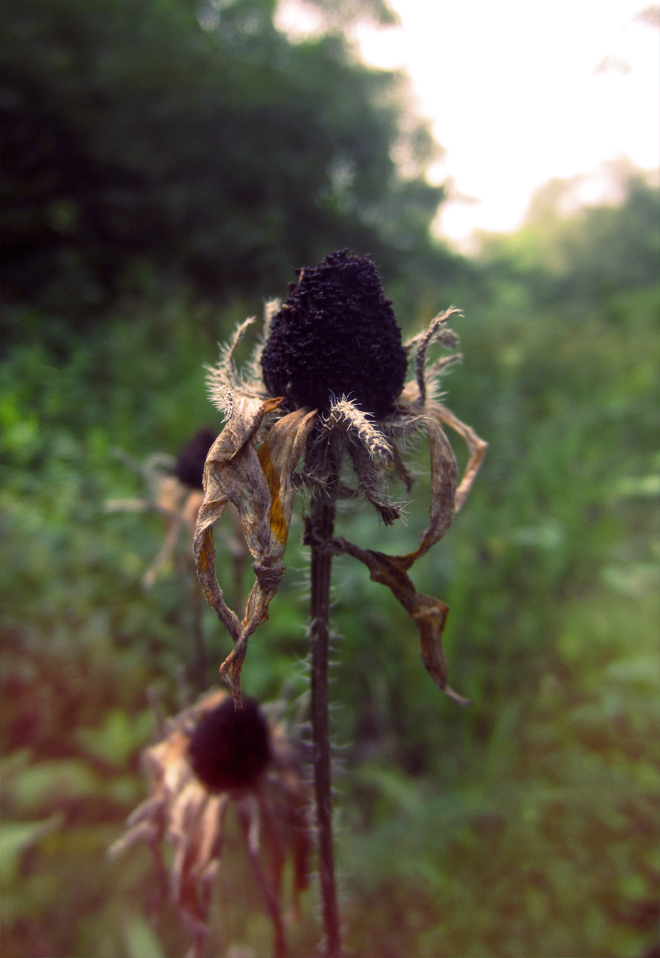 Dying Coneflower Dying Coneflower
