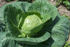 A Lovely Cabbage